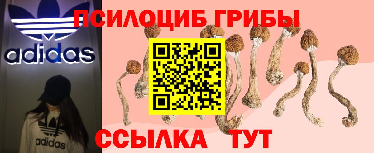 Псилоцибиновые грибы Psilocybe  Вход с VPN  Черняховск 